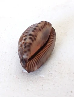 Natural Tiger Cowrie Shell