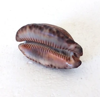 Natural Tiger Cowrie Shell
