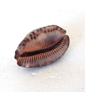 Natural Tiger Cowrie Shell