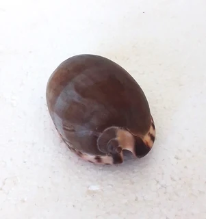 Natural Tiger Cowrie Shell