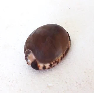 Natural Tiger Cowrie Shell