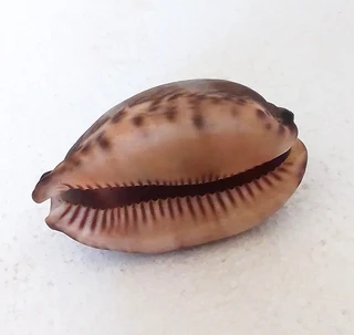Natural Tiger Cowrie Shell