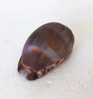 Natural Tiger Cowrie Shell