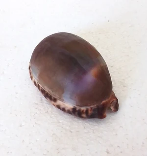 Natural Tiger Cowrie Shell