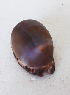 Natural Tiger Cowrie Shell