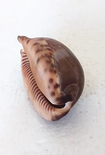 Natural Tiger Cowrie Shell