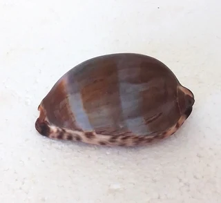 Natural Tiger Cowrie Shell