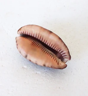 Natural Tiger Cowrie Shell