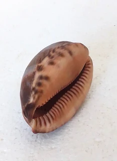 Natural Tiger Cowrie Shell