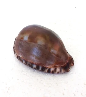 Natural Tiger Cowrie Shell