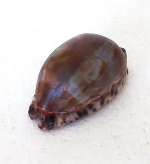Natural Tiger Cowrie Shell