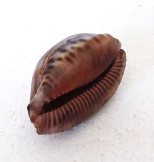 Natural Tiger Cowrie Shell