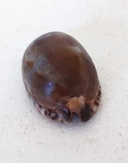 Natural Tiger Cowrie Shell