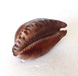 Natural Tiger Cowrie Shell