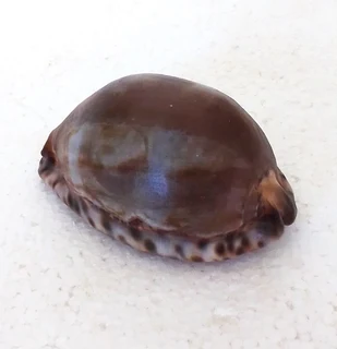 Natural Tiger Cowrie Shell