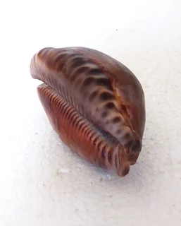 Natural Tiger Cowrie Shell