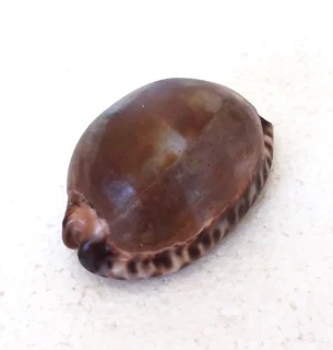 Natural Tiger Cowrie Shell