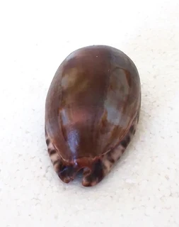 Natural Tiger Cowrie Shell