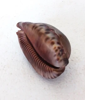 Natural Tiger Cowrie Shell