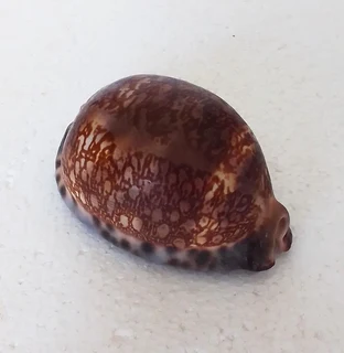 Natural Cypraea Arabica Immanis Cowrie Shell