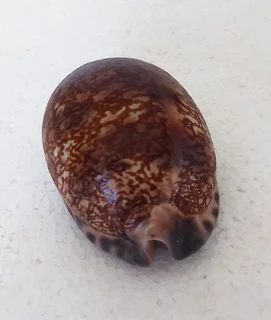Natural Cypraea Arabica Immanis Cowrie Shell