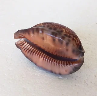 Natural Cypraea Arabica Immanis Cowrie Shell