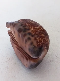 Natural Cypraea Arabica Immanis Cowrie Shell