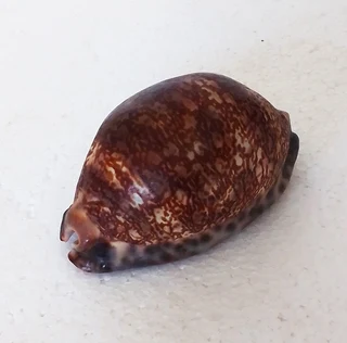 Natural Cypraea Arabica Immanis Cowrie Shell