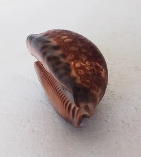 Natural Cypraea Arabica Immanis Cowrie Shell