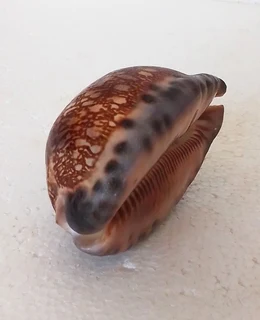 Natural Cypraea Arabica Immanis Cowrie Shell