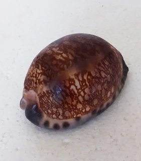 Natural Cypraea Arabica Immanis Cowrie Shell