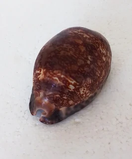 Natural Cypraea Arabica Immanis Cowrie Shell