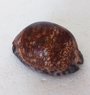 Natural Cypraea Arabica Immanis Cowrie Shell
