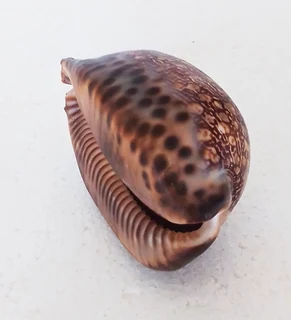 Natural Cypraea Arabica Immanis Cowrie Shell
