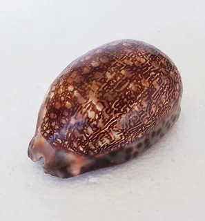 Natural Cypraea Arabica Immanis Cowrie Shell