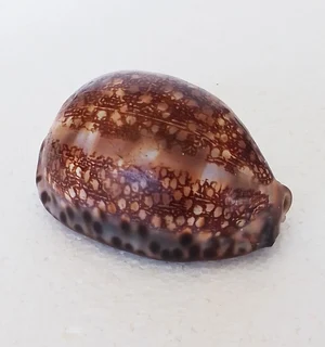 Natural Cypraea Arabica Immanis Cowrie Shell