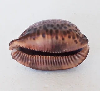 Natural Cypraea Arabica Immanis Cowrie Shell