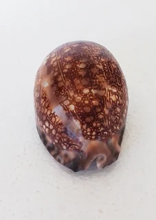 Natural Cypraea Arabica Immanis Cowrie Shell