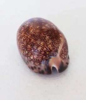Natural Cypraea Arabica Immanis Cowrie Shell
