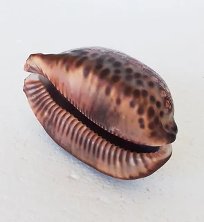 Natural Cypraea Arabica Immanis Cowrie Shell