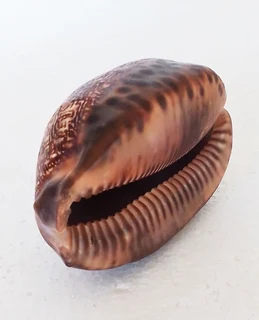 Natural Cypraea Arabica Immanis Cowrie Shell