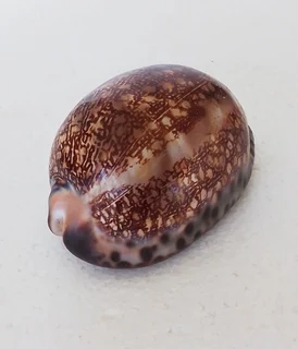 Natural Cypraea Arabica Immanis Cowrie Shell