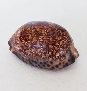 Natural Cypraea Arabica Immanis Cowrie Shell
