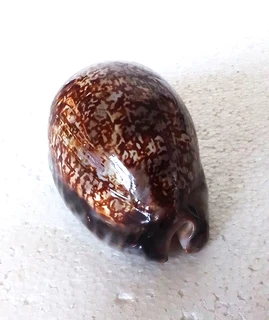 Polished Cypraea Immanis Cowrie Shell