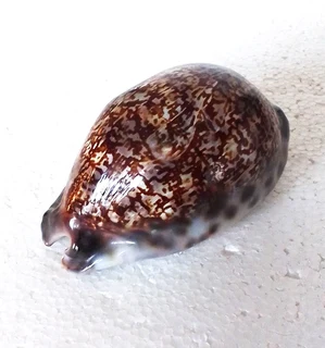 Polished Cypraea Immanis Cowrie Shell