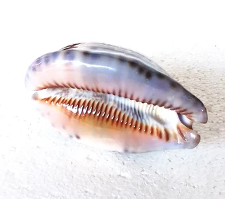 Polished Cypraea Immanis Cowrie Shell