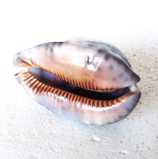 Polished Cypraea Immanis Cowrie Shell