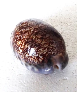Polished Cypraea Immanis Cowrie Shell