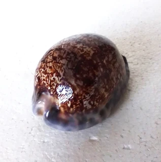 Polished Cypraea Immanis Cowrie Shell