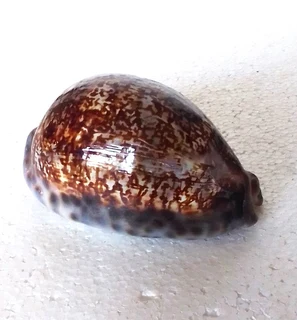Polished Cypraea Immanis Cowrie Shell
